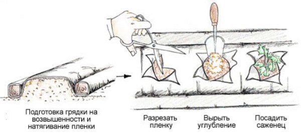 Выбор места и подготовка почвы для посадки клубники