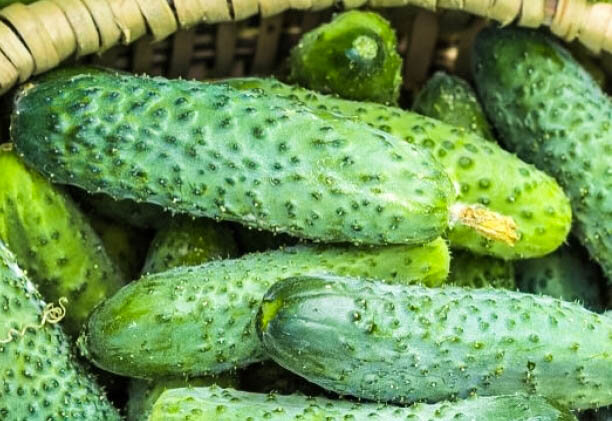 Огурец сорта "Пикник".