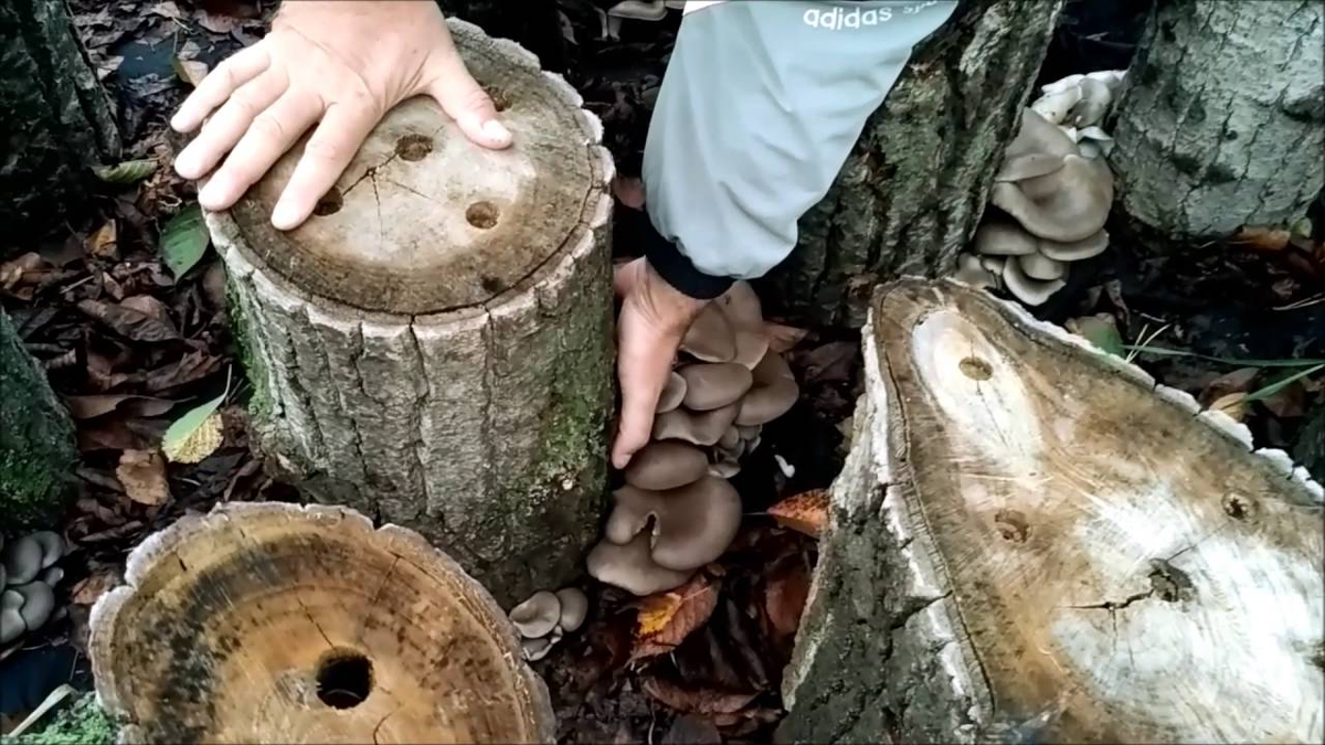 Вешенки на бревне