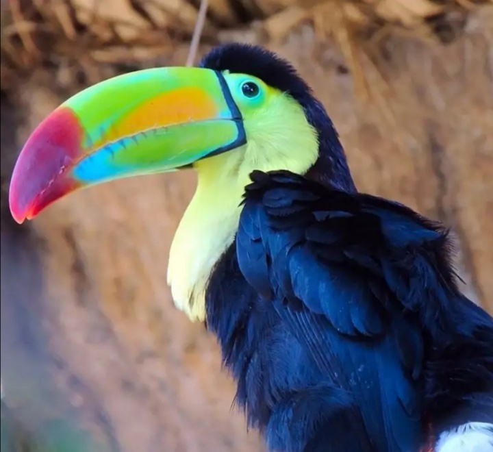 Радужный тукан 