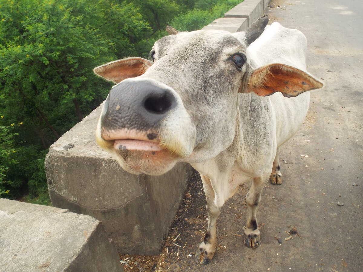 Корова у обочины в штате Харьяна