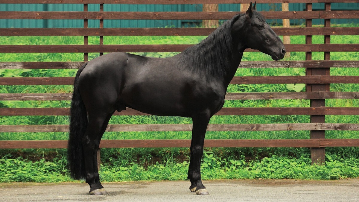 Карачаевская порода