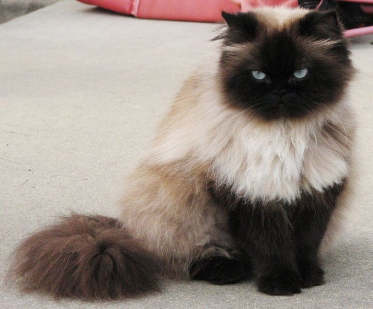 Гималайская кошка – крупная, длинношерстная порода с короткими, мускулистыми лапами. Особое очарование ей придают большие круглые глаза невыразимо прекрасного голубого цвета, резко контрастирующие с темной “маской” на широкой морде. © 