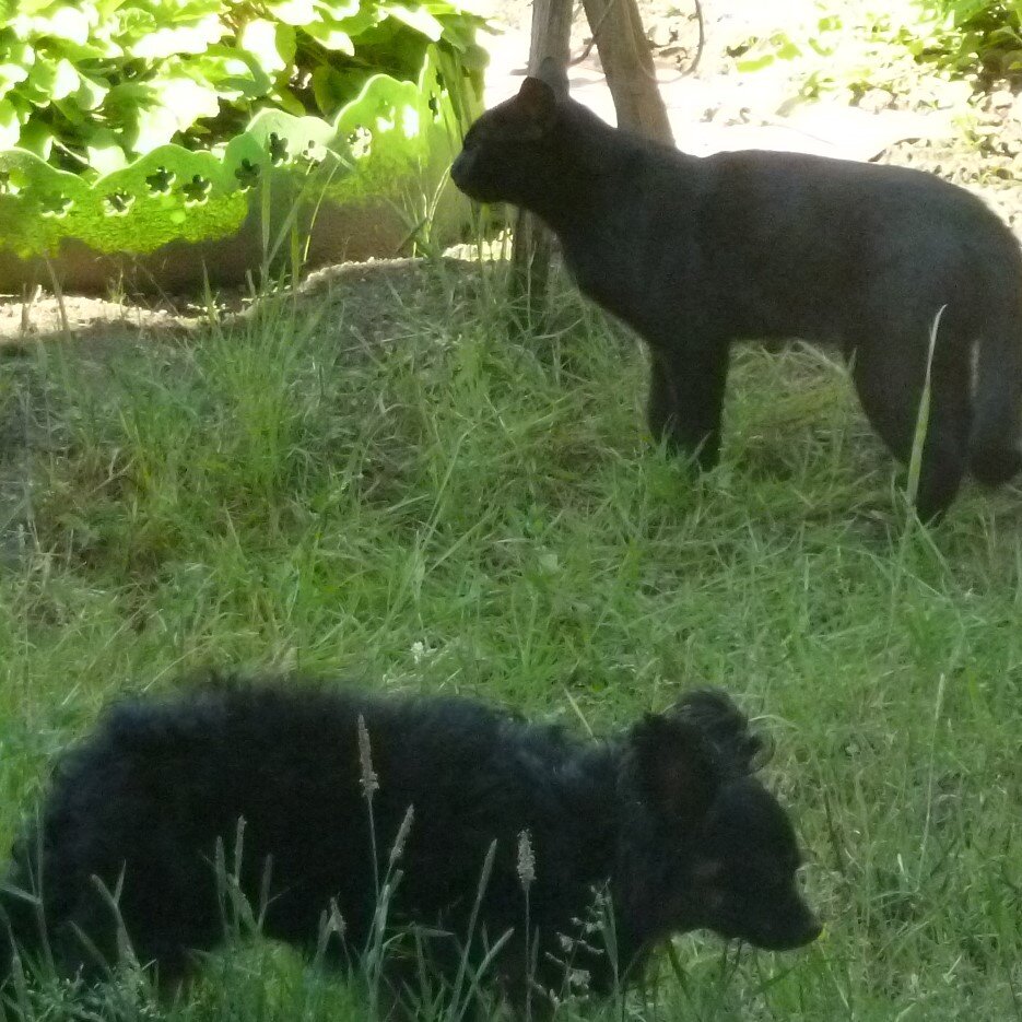 НЕЛЮБОВЬ) Фото из личного архива. Как кошка с собакой!