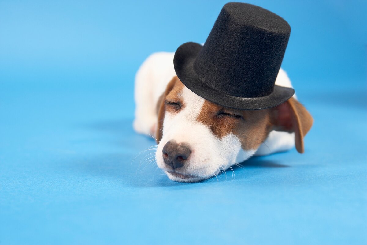 <a href="https://picspree.com/ru/photos/dog-wearing-top-hat-758417">Dog wearing top hat</a> на <a href="https://www.picspree.com">Picspree</a>