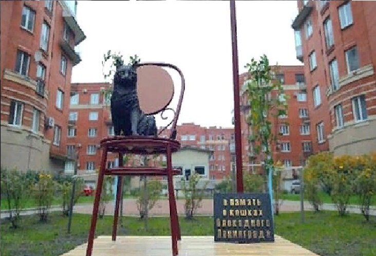 Петербург – город котиков: 5 самых «кошачьих» мест