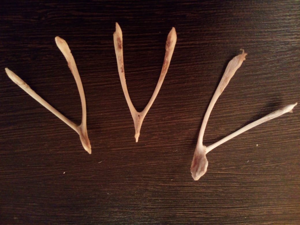 Ключица вилочка. Фото автора