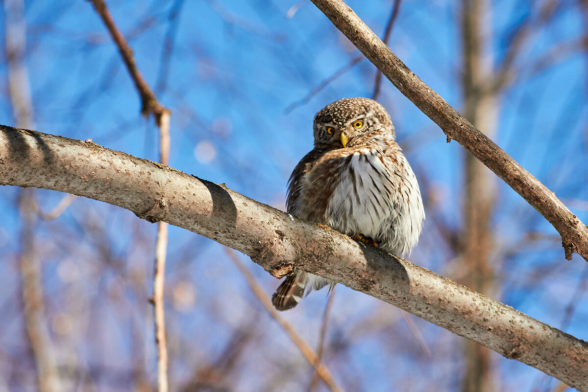 Воробьиный сыч