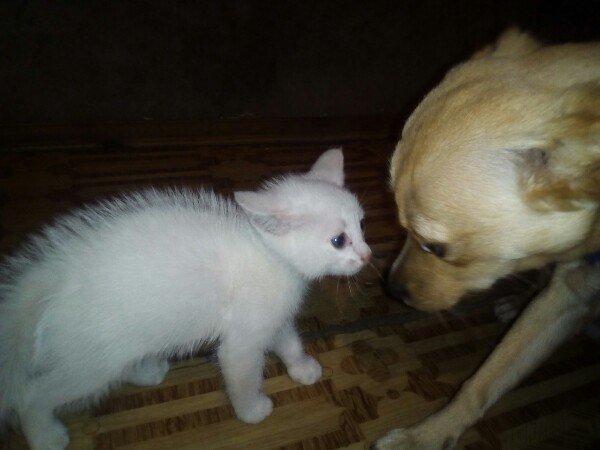 А это  мой подопечный пёс ( Чет с младшим братом Тихоном опять не поделили)