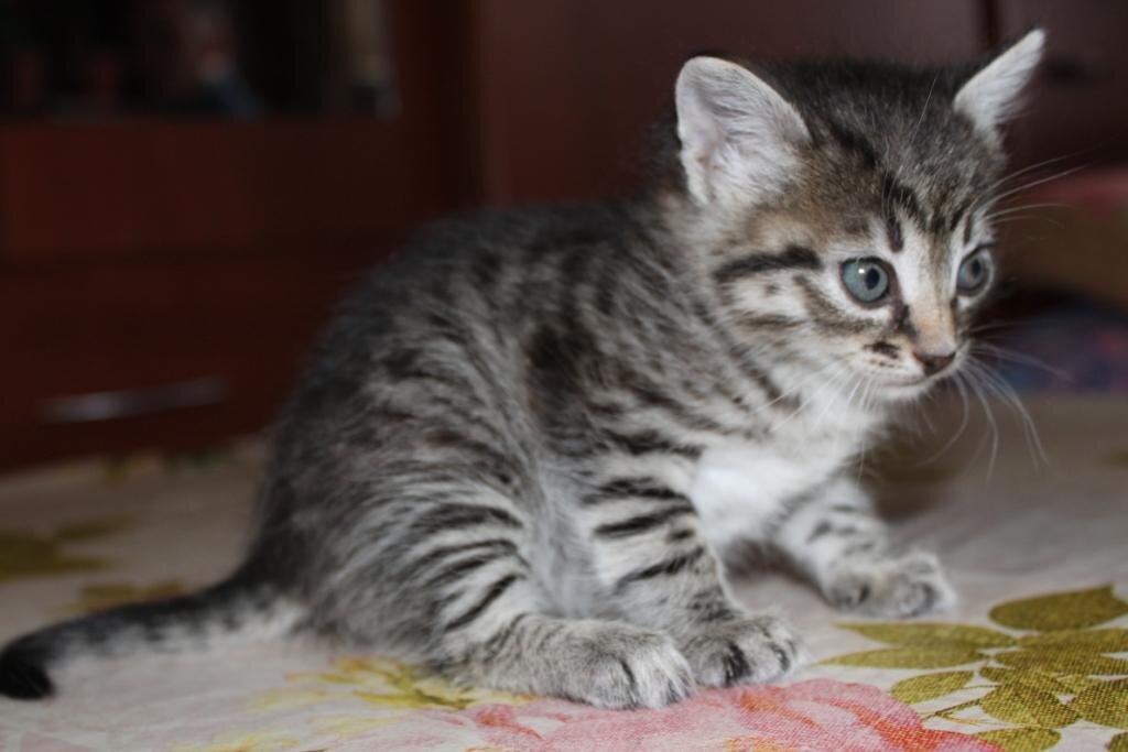 Осенний сонник