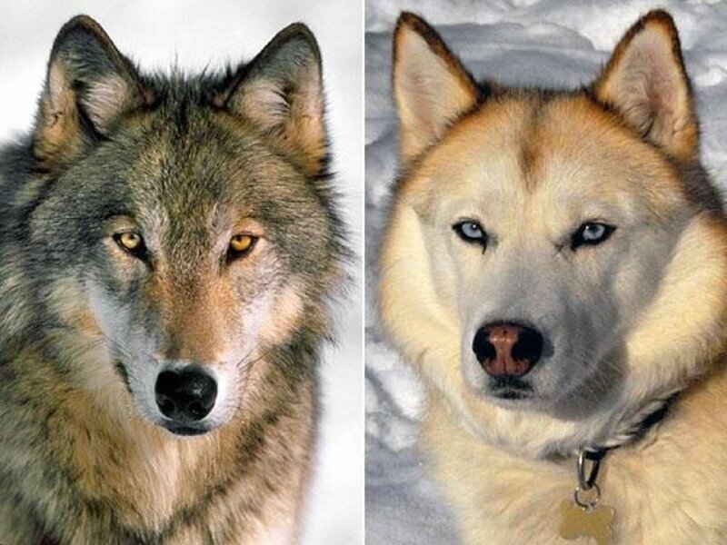 Собака и волк