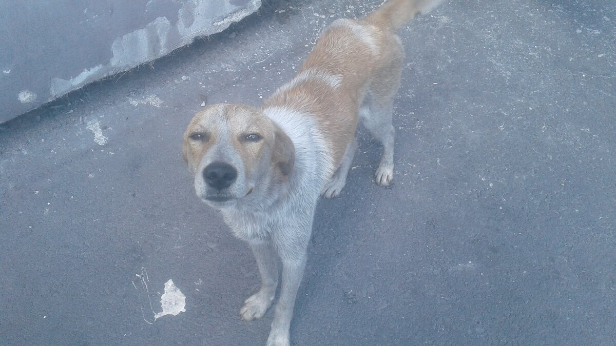 Гоша на предприятии