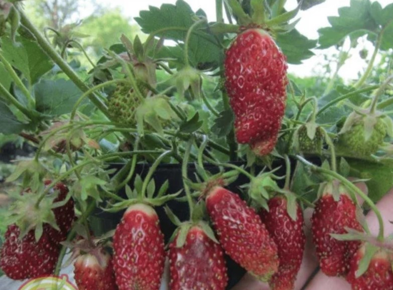 Земклуника "Купчиха". Вот тут нашла фото: https://klubnika24.ru/