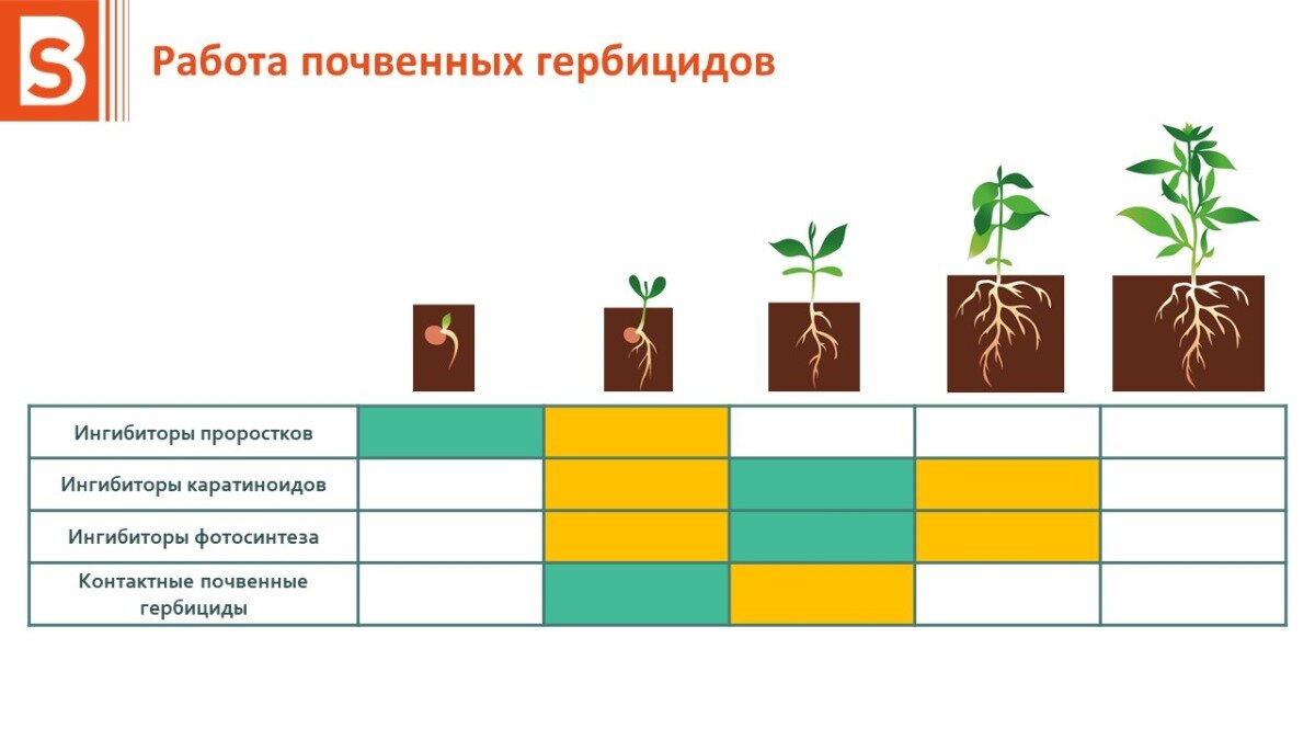 Стратегии эффективной защиты подсолнечника от сорняков со Станиславом  Борисовым | ГлавАгроном | Дзен