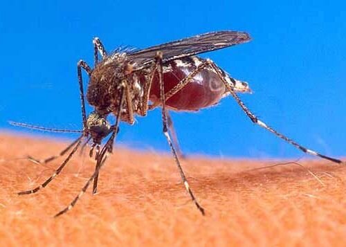 Комар (фото из интернета)