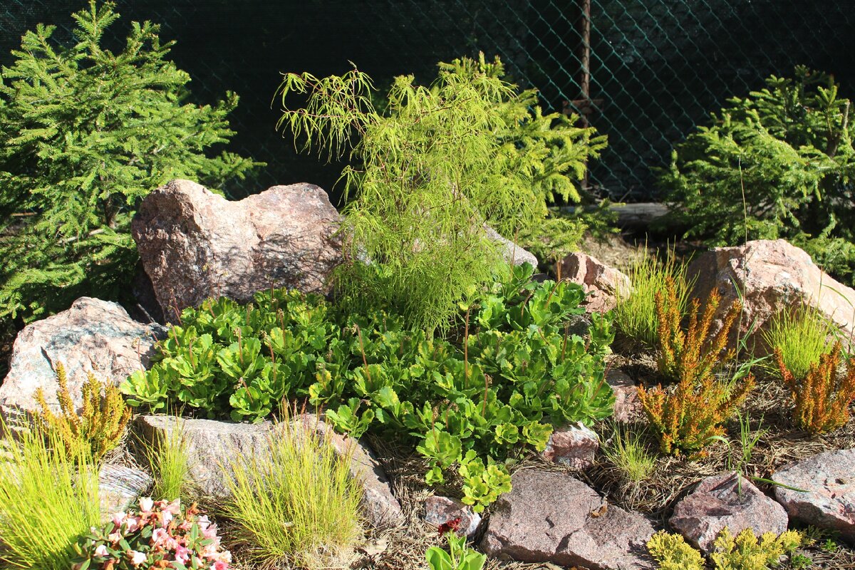 Кменаломка теневая 3 июня в моем саду