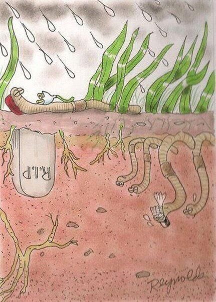 Дышат дождевые черви всей поверхностью тела, вода этому не мешает (и даже необходима, поэтому даже в сухую погоду червь покрыт влажной слизью)