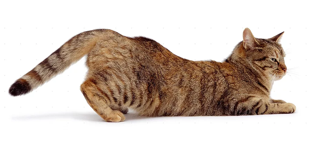 Стерилизация кошек в период течки