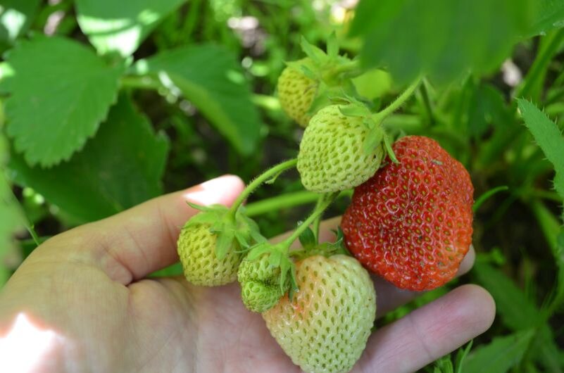 У меня пять сортов клубники в этом сезоне.