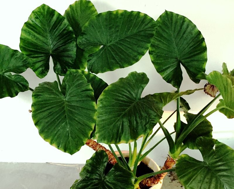 Алоказия крупнокорневая