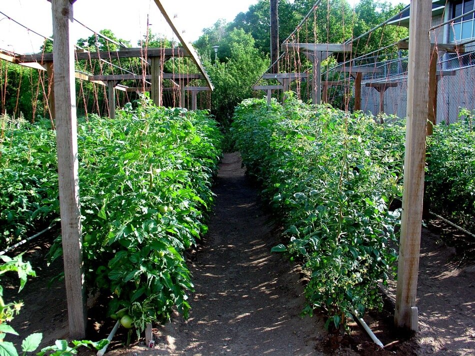 Грядки томатов.