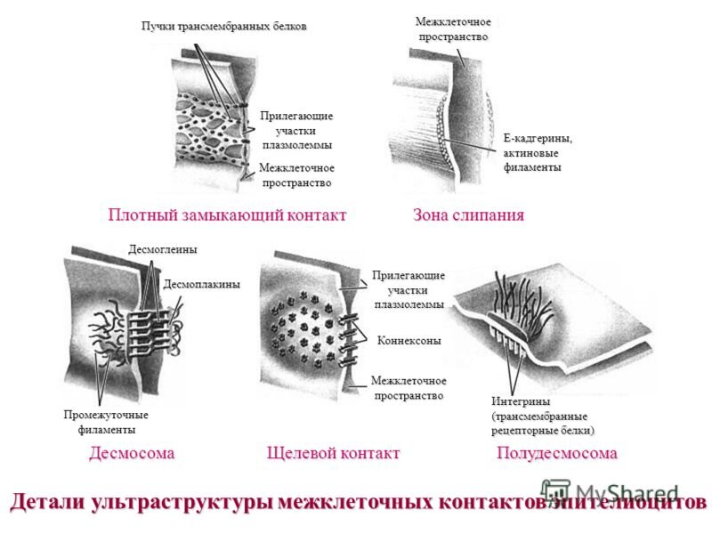 Каким номером на рисунке обозначена структура обеспечивающая межклеточное взаимодействие