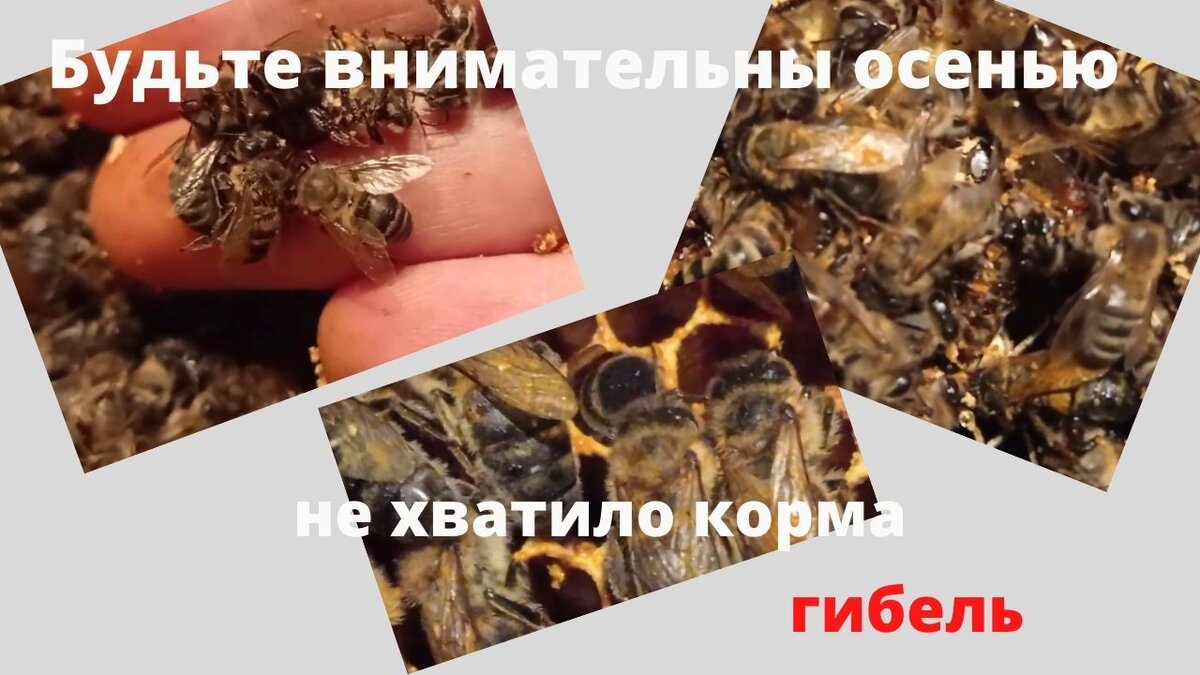 Хотите так же тогда Вам сюда Онлайн магазин для Пчеловода https://bee-ru.com/?promo_id=211644