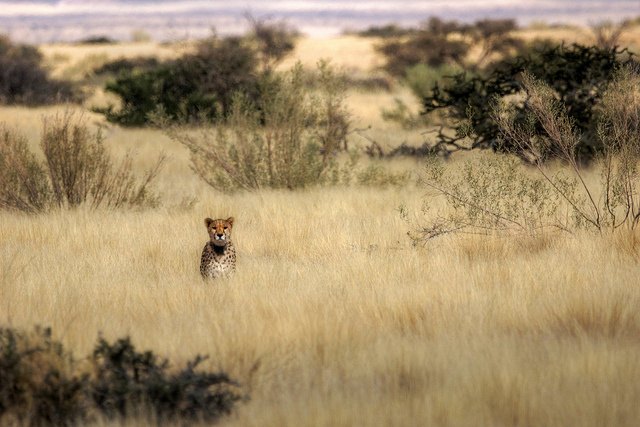Сафари в Южной Африке