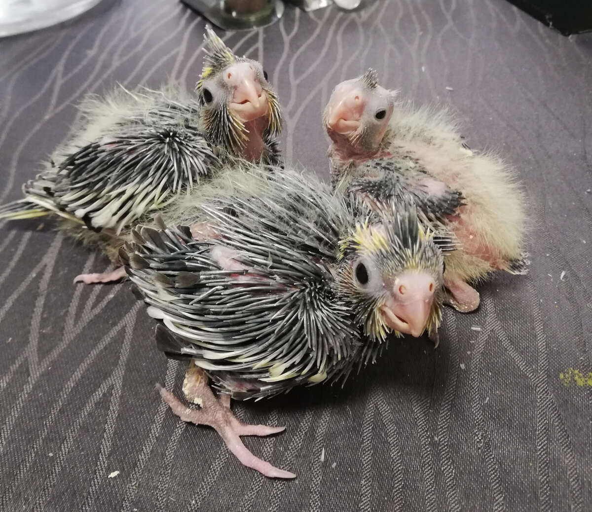 28 октября, малышам 16, 14 и 10 дней.