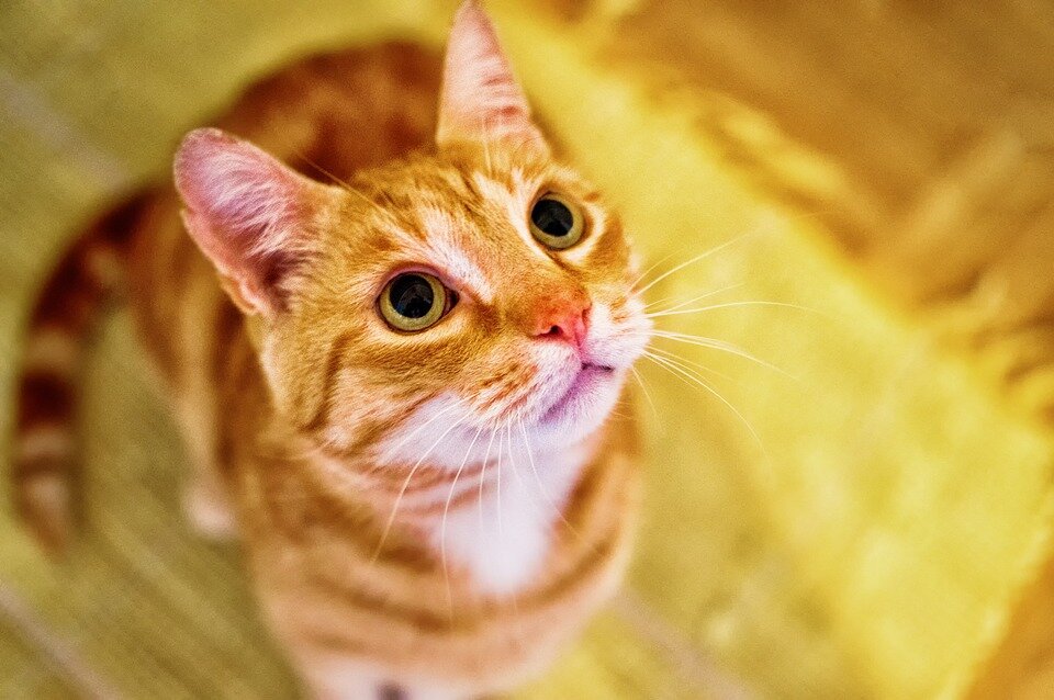 Фото: pixabay.com