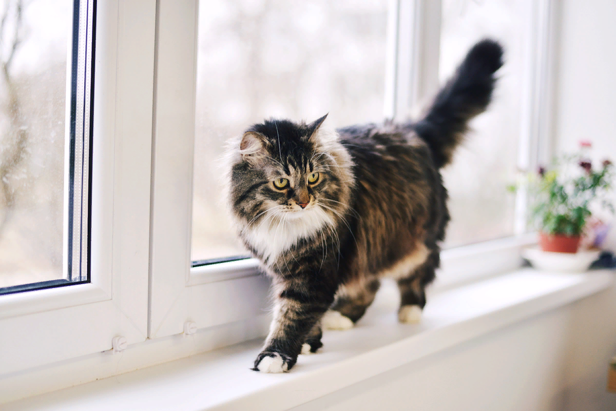 Коты на подоконнике. Кошка на окне. Котенок у окна. Кошки на окошке. Пластиковые окна кошки
