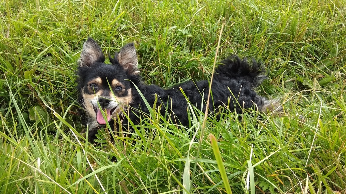 Моя милая собачка Джессика. Она прожила недостаточно хорошую жизнь для себя. И я жалею об этом. Она умерла 6 апреля 2020 года.