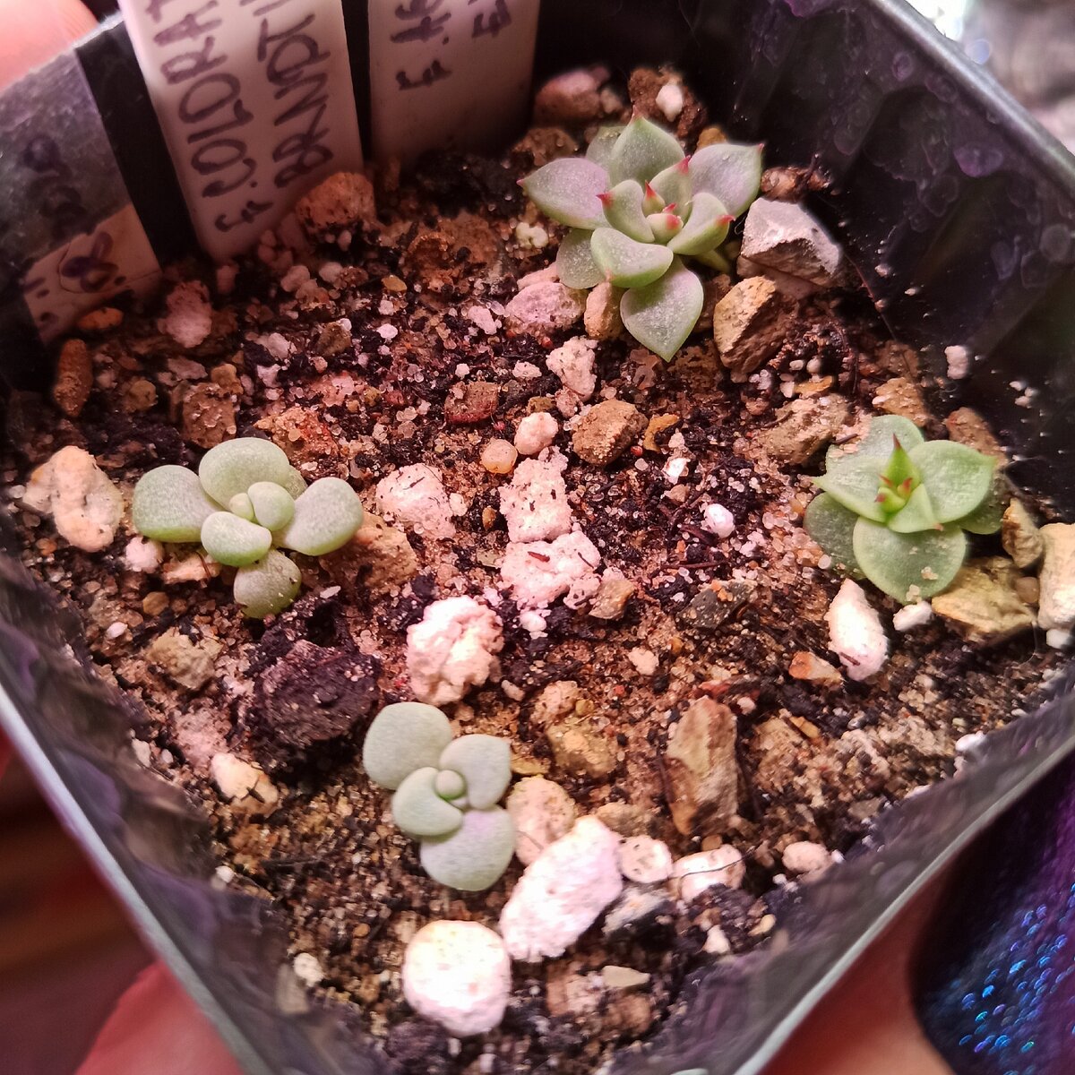 Эхеверия агавоидес эбони и граптопеталум аметистум 