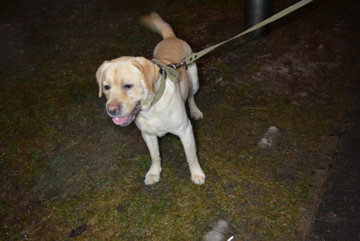 пушистик потеряшка распаковка. потеряшка видео. потеряшки игрушки потеряшки. нашли котенка на мкаде. фейковый пушистик потеряшка пингвин.