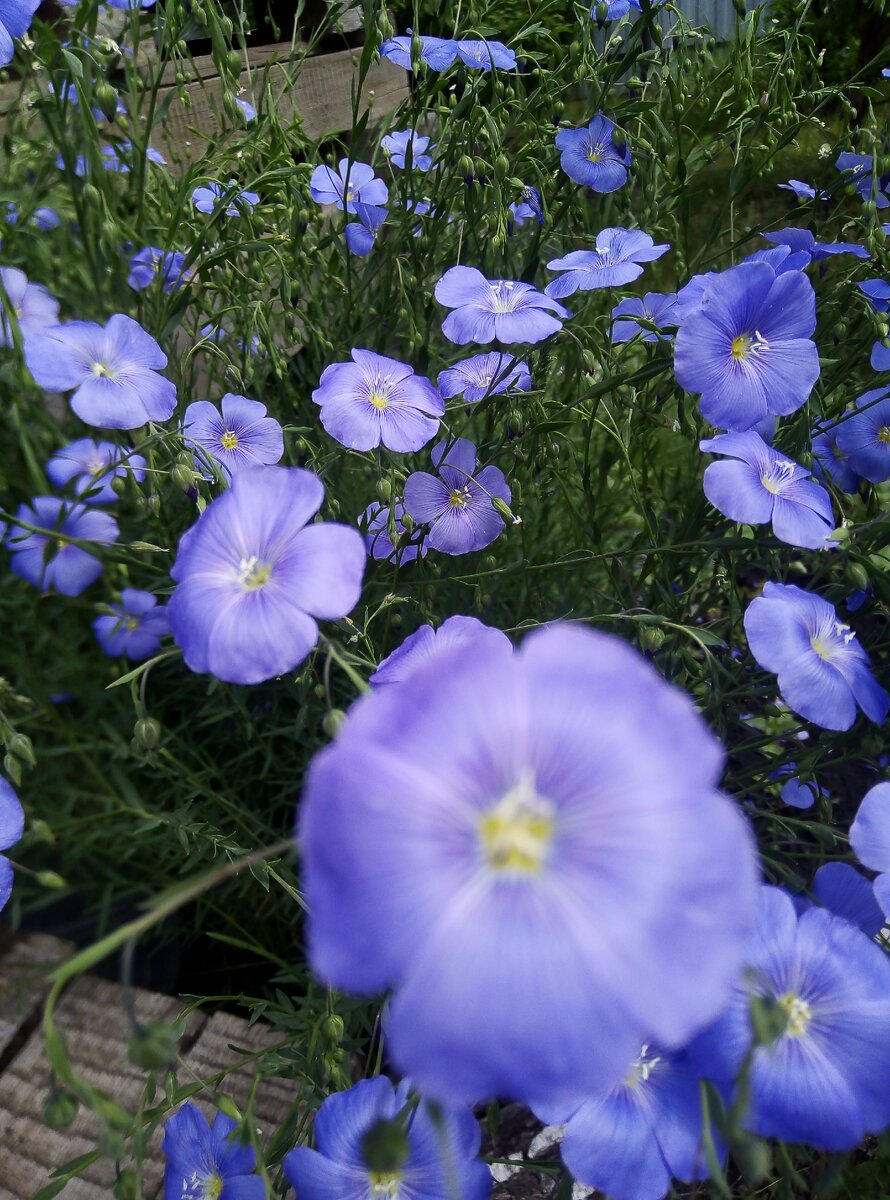 Волшебный цветок на моём пути