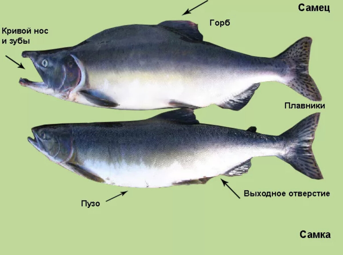 Фото самца и самки форели - рыбалка, информация, интересные факты