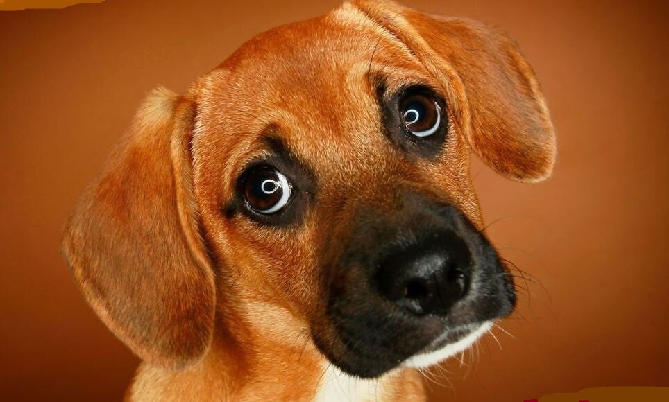 Кто сказал, что собаки любят кости? Собаки любят Apple AirPods!!!