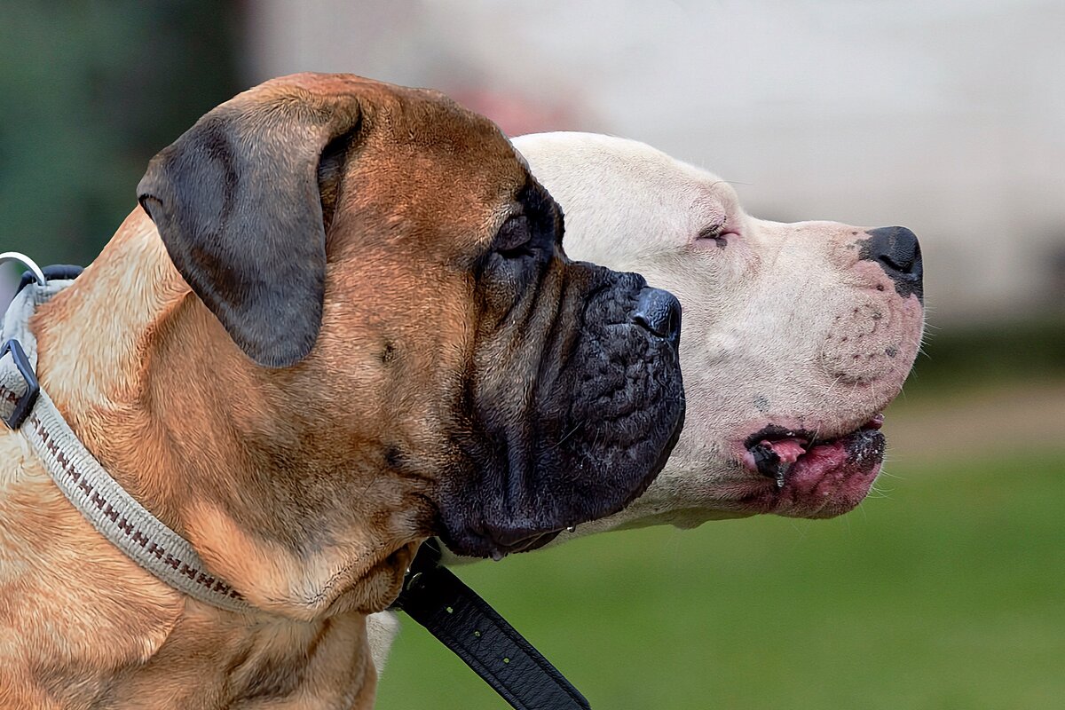 Big Dog Mastiff 2007 Motorcycle