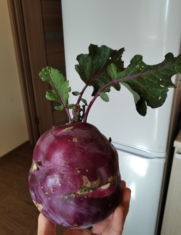 Кольраби