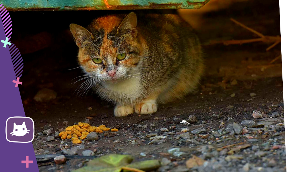 Что означает примета, когда кошка ушла из дома