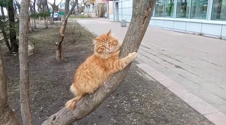 Скриншот из недавнего видео