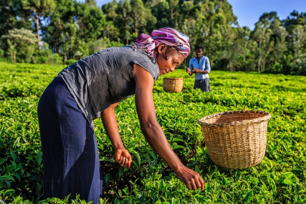 Кенийский чай содержит много кофеина, обладает высоким тонизирующим эффектом и рекомендуется для утреннего чаепития. Его вкус отлично сочетается с молоком или сливками, что очень ценится англичанами, известными приверженцами чая с молоком.