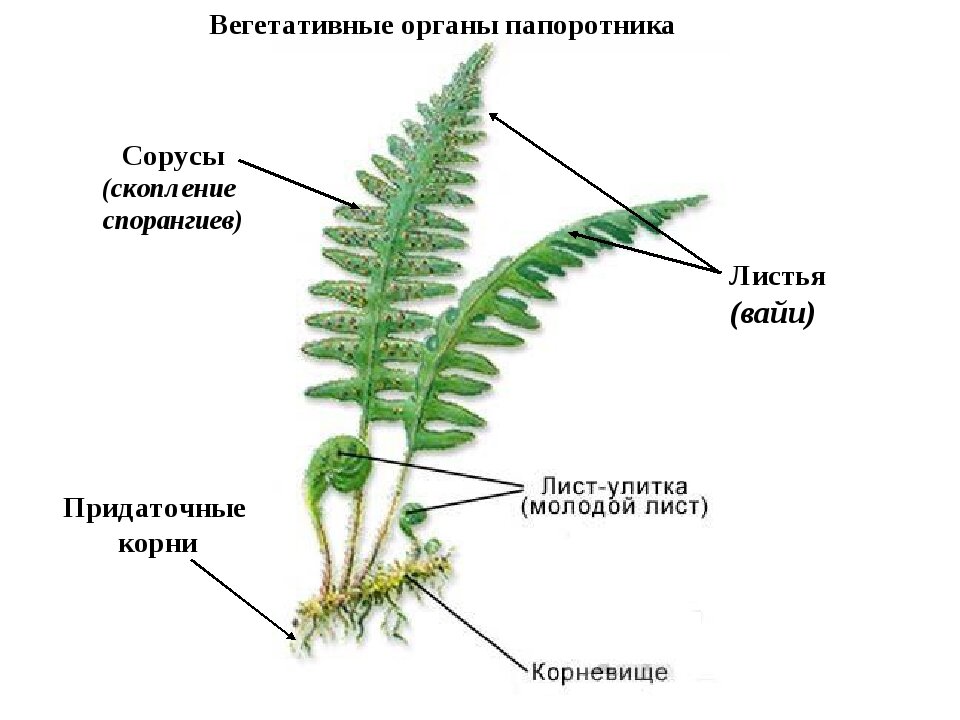 Как выглядят папоротниковые растения
