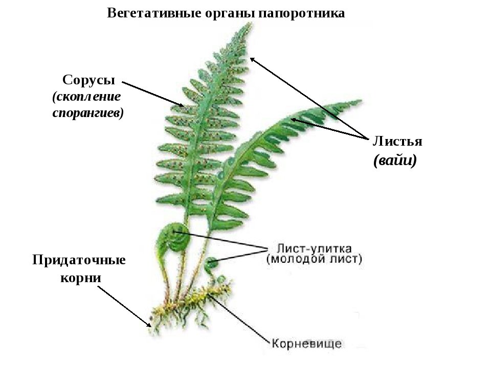 Биология 5 класс рисунок папоротника