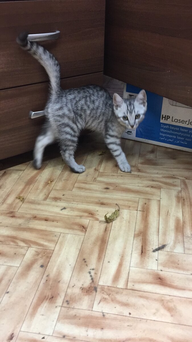 Фото моё Лаки на моей работе