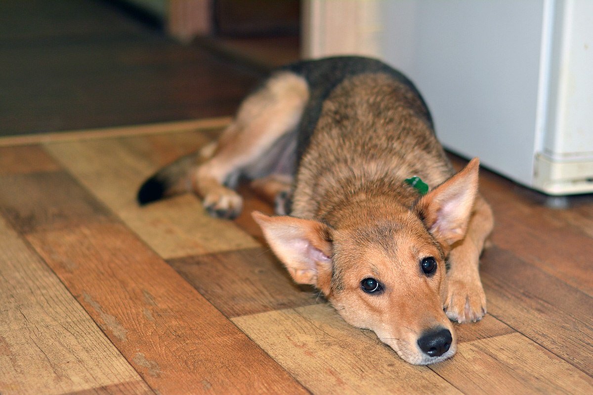Вот такая Маняша приехала во временный дом