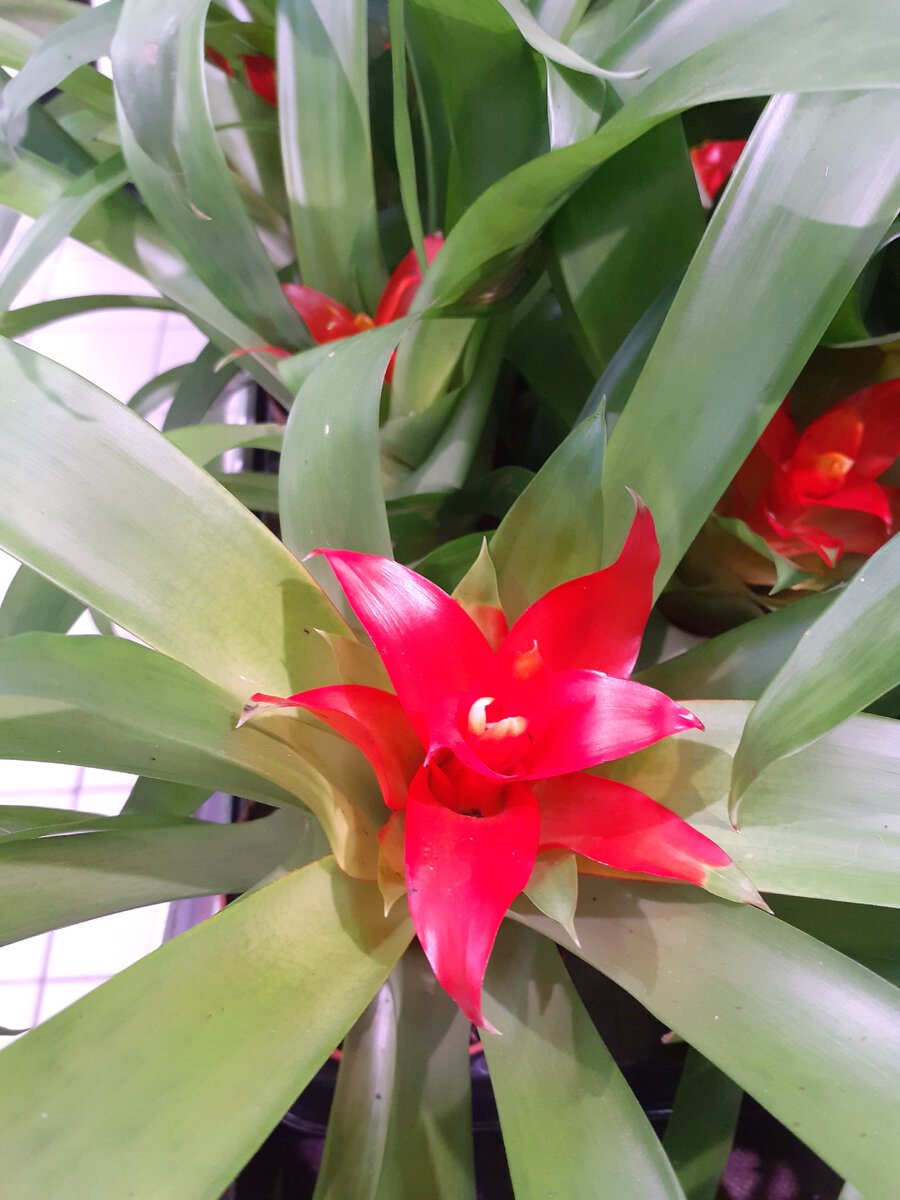 Что сегодня мне понравилось из комнатных растений на полках магазина?