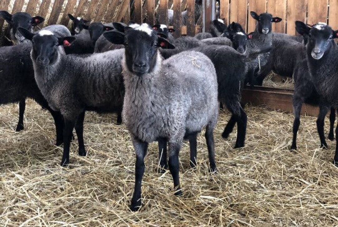 Ягнята 3-4 месяца