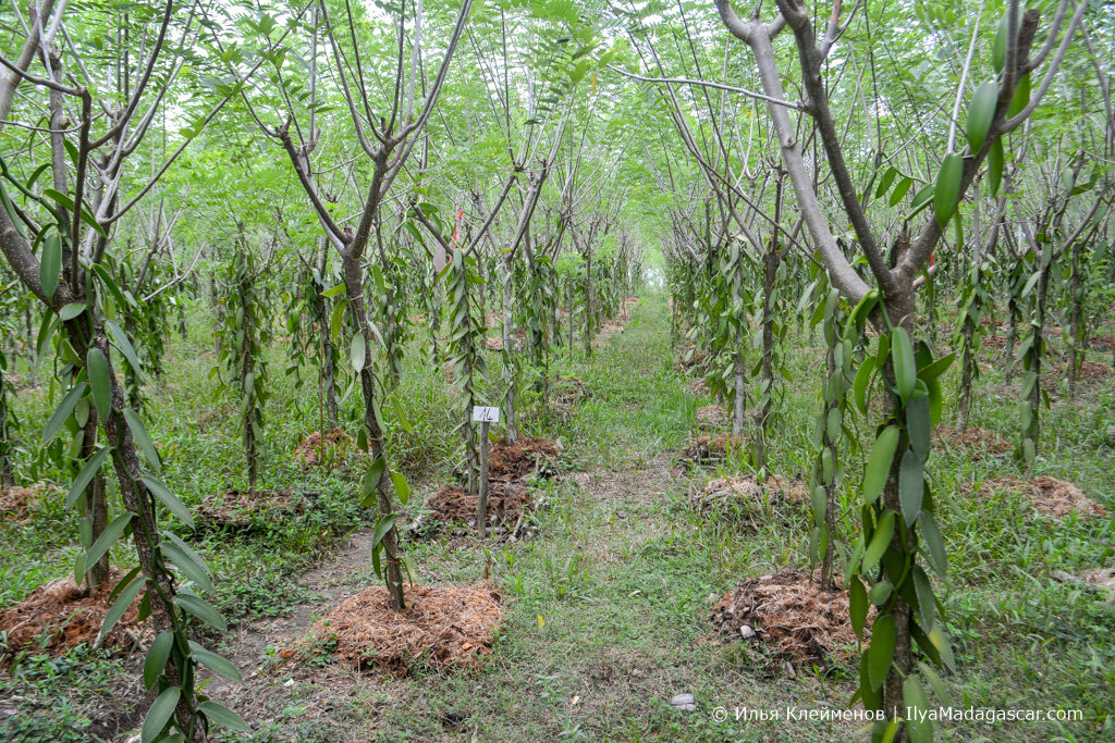 2. На самом деле плантаций у них три. Первые две уже заложены, а третья в процессе.