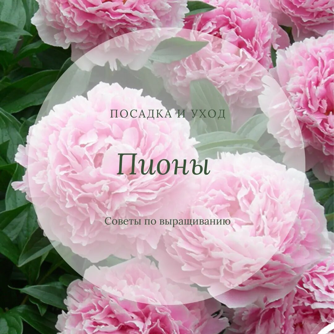 #ландшафт #дизайнер #дизайнсада 